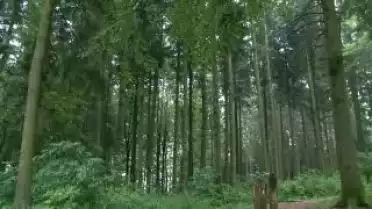C&#039;est l&#039;été à La Télé du 02-08-10 - Bois du Jorat