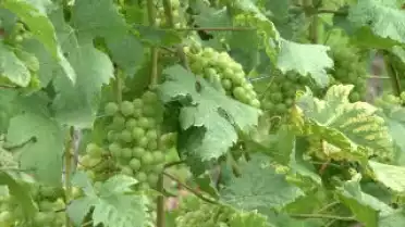 C&#039;est l&#039;été à La Télé du 20-08-10 - La Côte