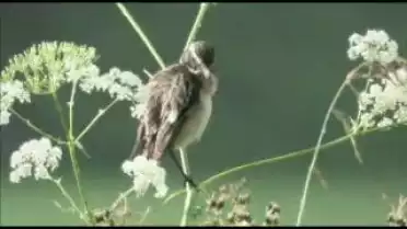 Les Nouvelles FR du 02.11.10