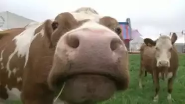 Les Nouvelles VD du 10.05.10