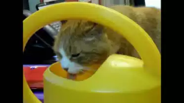 Les Nouvelles VD du 22.12.10