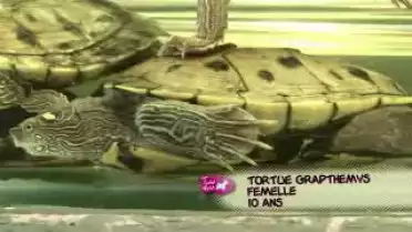 Toudou du 26.06.10