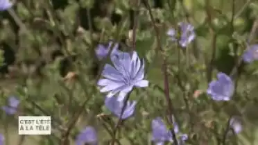 C&#039;est l&#039;été à la télé du 15.07.11 - Les lacs