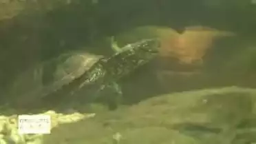 C&#039;est l&#039;été à la télé du 18.07.11 - La Grande Cariçaie