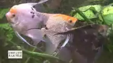 C&#039;est l&#039;été à la télé du 18.07.11 - La Grande Cariçaie