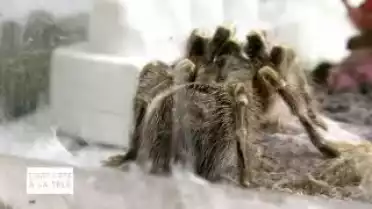 C'est l'été à la télé du 19.07.11 - Le Grand Lausanne