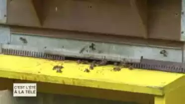 C'est l'été à la télé du 20.07.11 - La Côte