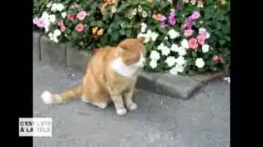 C&#039;est l&#039;été à la télé du 20.07.11 - La Côte