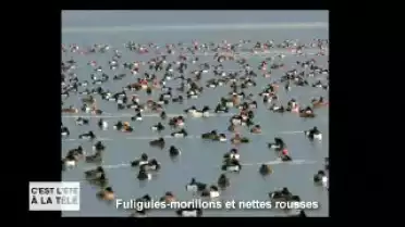 C&#039;est l&#039;été à la télé du 21.07.11 - Le Chablais
