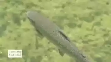 C&#039;est l&#039;été à la télé du 29.07.11 - Les Rivières - L&#039;Orbe