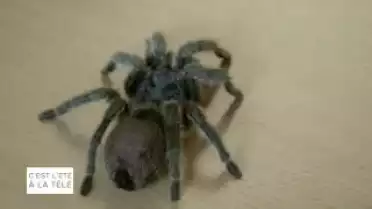 C&#039;est l&#039;été à la Télé du 17.08.11 - Best Of n°3