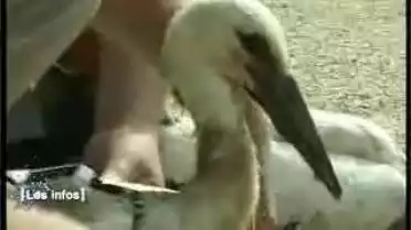 Les Infos du 11.11.11