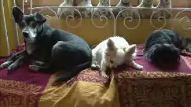 Les Nouvelles FR du 27.04.11