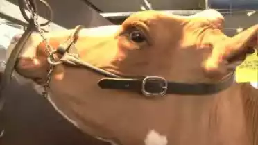 Les Nouvelles VD du 14.01.11