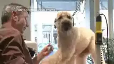Profil  - Fritz, toiletteur pour chiens