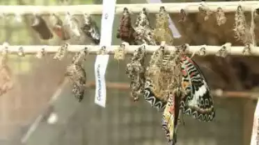 Visibilis du 19.05.11 - papiliorama de kerzers