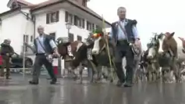 C&#039;est arrivé près de chez vous - La désalpe de Charmey 2012