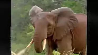 Fenêtre sur notre monde: Des animaux et des hommes