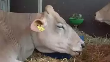 C&#039;est arrivé près de chez vous - Swiss Expo