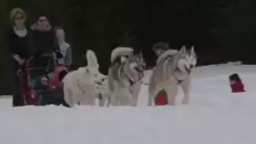 C&#039;est arrivé près de chez vous - Course Internationale de Chiens de Traîneaux aux Mosses