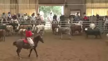 Swiss Cup de team penning