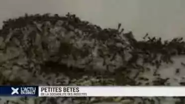 Chromosome social découvert chez les fourmis