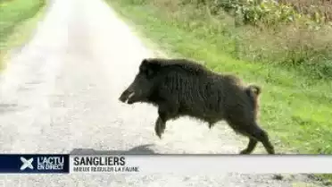 Sangliers : mieux réguler la faune