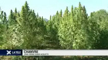 Chanvre : Jean Pierre Egger acquitté