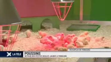 Poussins : retour des petites boules jaunes