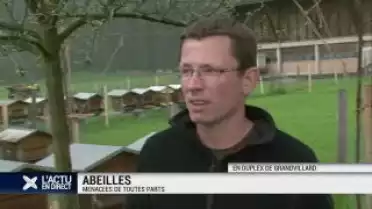 Abeilles: menacées de toutes parts