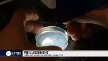 L'EPFL met à jour les gènes de la longévité