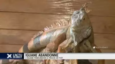 L&#039;iguane fribourgeois a trouvé un toit