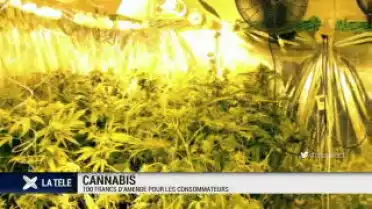 Des amendes pour les détenteurs de cannabis