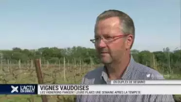 Les vignerons vaudois pansent leurs plaies