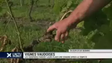 Les vignerons vaudois pansent leurs plaies