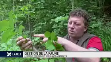 Les cerfs endommagent les forêts fribourgeoises