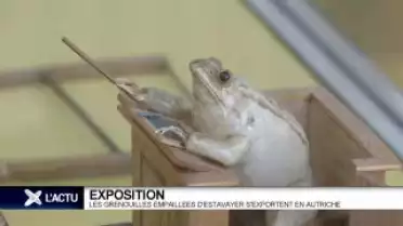 Les grenouilles d'Estavayer-le-lac s'exportent