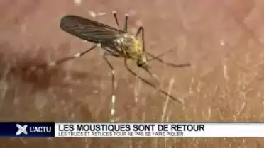 Retour des moustiques.