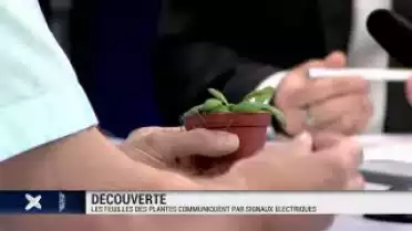 Recherche: les feuilles des plantes communiquent