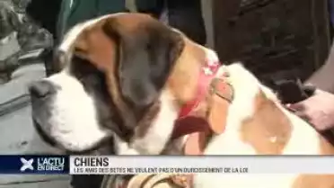 Loi vaudoise sur les chiens: non à un durcissement