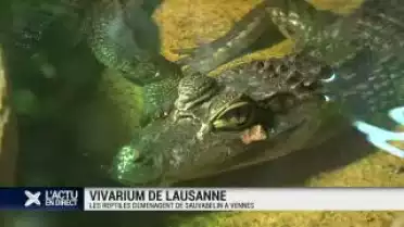 Le vivarium de Lausanne déménagera de Sauvabelin à Vennes