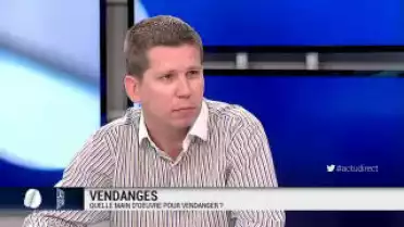 Vendanges: quelle main d&#039;oeuvre pour cueillir la récolte?