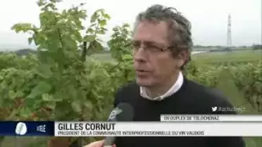 Les vendanges débutent dans le canton de Vaud
