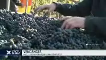 Début des vendanges dans le canton de Vaud