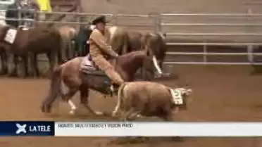 Le Team Penning, un sport américain en Suisse