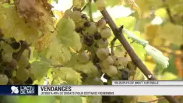 Vendanges: moins de raisin que souhaité