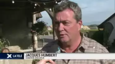 Vendange: maigre récolte pour certains vignerons de La Côte