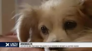 Animaux: les cas de maltraitance davantage poursuivis