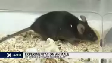 Diminuer l&#039;expérimentation animale avec d&#039;autres méthodes