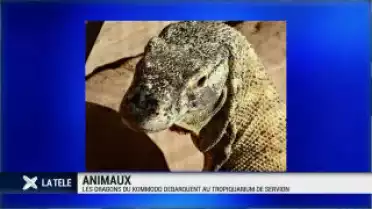 Les dragons de Kommodo débarquent à Servion